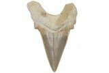 Fossil Shark Tooth (Otodus) - Morocco #211880-1